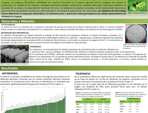 [CURLN] Evaluación de antixenosis y tolerancia de de Schizaphis graminum (Hemiptera: Aphididae) en cebada.