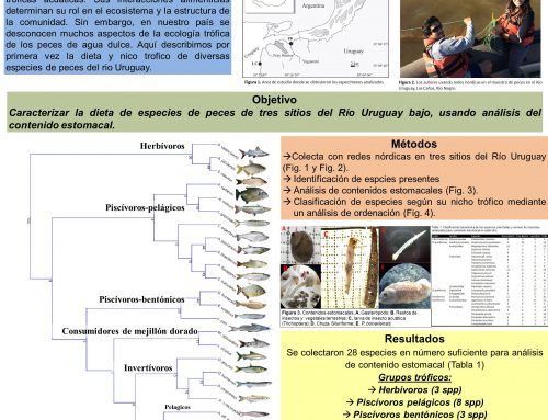 Dieta y morfología digestiva en peces del Río Uruguay