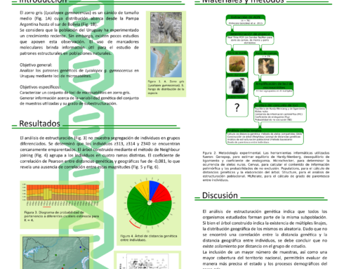 Estudio poblacional del zorro gris (Lycalopex gymnocercus) en Uruguay utilizando herramientas moleculares